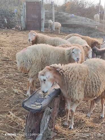 Qoyunlar, qoçlar: Salam. 6 baş qoyun satılır . Razılaşma yolu ilə, cinsidir . 🐑 Yerli — 5