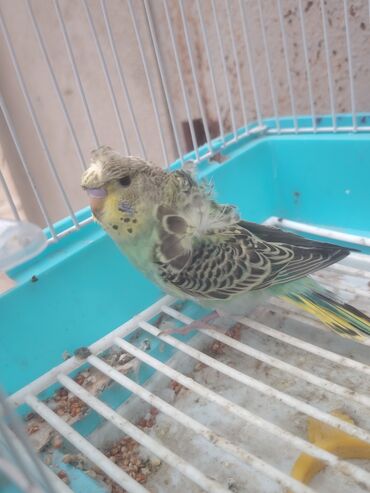 доска объявлений птицы: Japonse erkey di
3 aylıq quşdu zabrat 2 de yerləşir
Tam sağlam quşdu