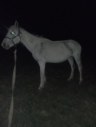 ахатина купить: Сатам | Бээ (ургаачы)