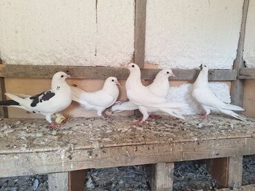 отдам собаку в добрые руки: Razılaşma yolu ile 0553445084 vatsapda yaza bilersiz reyal alıcı