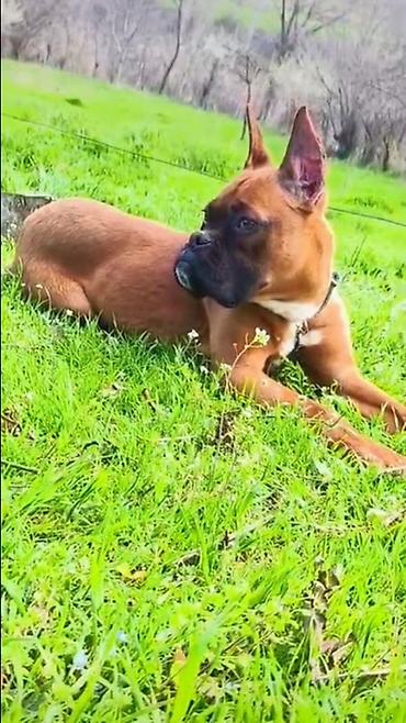 İtlər: Bokser -da lalafo.az — 5 İtlər: Bokser — 5