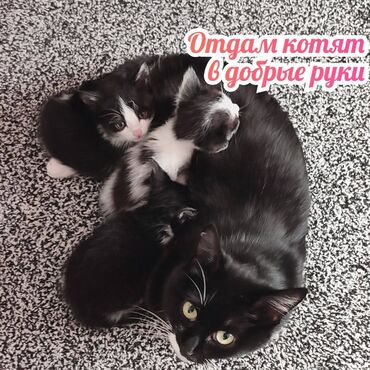 Животные: Трое котят ищут дом. Они родились 17 апреля. Сейчас малышам больше