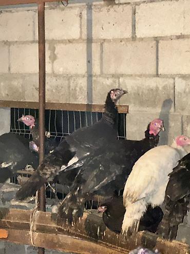 Птицы: Черный принц 37 голов — 1