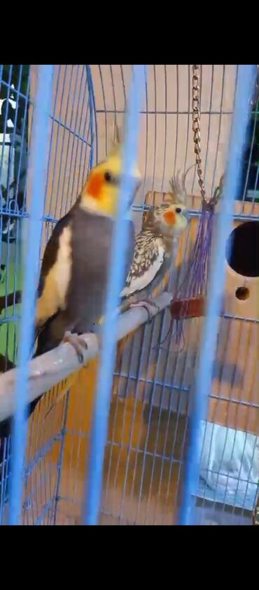 Tutuquşları: Məhsul: Nimfa (Cockatiel) cütü və qəfəs dəsti Təsvir: - Eyni qəfəsdə — 4