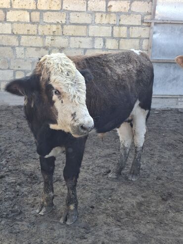 Inəklər, öküzlər: Erkək, il: 1, 150 kq, Damazlıq -da lalafo.az — 5 Inəklər, öküzlər: Erkək, il: 1, 150 kq, Damazlıq — 5