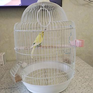 Tutuquşları: Dalmatin rəng çaları olan dalğalı tutuquşu (budgerigar) və qəfəs — 3