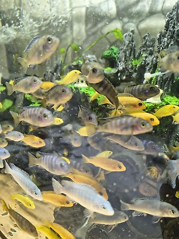 Аквариумы: Мы находимся а Беловодске! Аквариумные рыбки! черепахи тритоны !!!! — 13