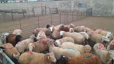 Qoyunlar, qoçlar: Erkək, il: 7, 55 kq, Ətlik, Ünvandan götürmə — 3