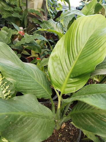 Otaq bitkiləri: Otaq bitkiləri – Fikus elastika kolleksiyası və digər dekorativ növlər — 13