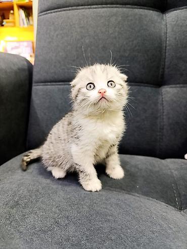 Продажа кошек: Продаю котят Шотландская вислоухая.Котята здоровые,живые,очень — 13