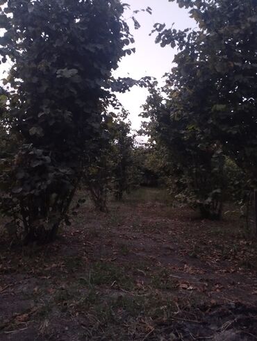 Bağ və bostan üçün digər məhsullar: Fındıq bağı – intensiv sıralı əkiliş - Məhsul: fındıq bağı — 7