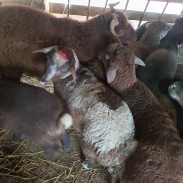 Quzu: Salam hervaxdız xeyir saxlamlıq quzularm cxdı satqa isdiyen elaqe — 3