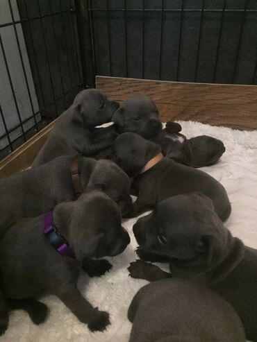 Staffordshire bull terriers puppies cute Staffordshire bull terriers