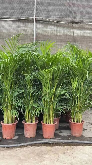 Пальмы: Пальмы Кофейное деревоПальмы,Фикусы и тд — 2