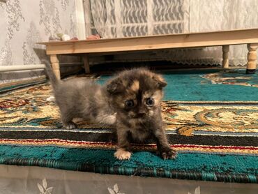 скоттиш фолд: Два вислоухих котята любящую семью😌
один серый и трехцветный