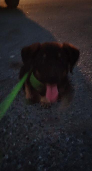 it husky: Qara-qəhvəyi rəngli balaca it balası Çox gözəl itdir. 3 aylıqdır — 4