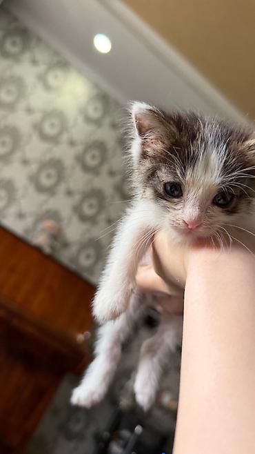 Отдам даром кошку: Г.Каракол. Домашний котёнок! Ищем любящую семью для малыша! Мальчик,2 — 3