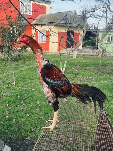 Cücələr: Toyuq cücələri, Damazlıq — 13