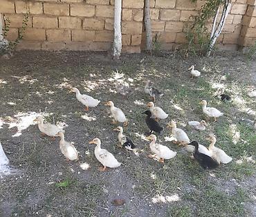 qala cinsi: Məhsul: pekin ördək balaları (qarışıq rəngli) Təsvir: - Təsvirlərdə — 2