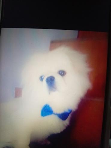 İtlər: Pekines, Sənədli — 1