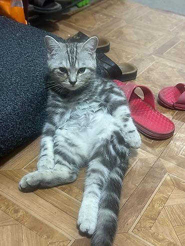 Кошки: Британская короткошёрстная, 4 месяца, Мальчик, Приучена к лотку — 3