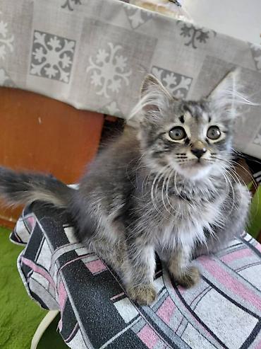 scotish fold: Котята серых и дымчатых окрасов. - Возраст: примерно 2–3 месяца (по — 2