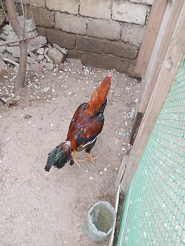 qurd satisi: Salam heyrati satilir 9 ay tamiz turk das pipiy cinsdi bater yoxdu — 3