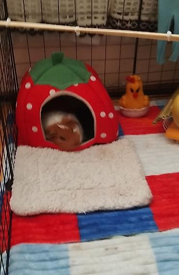 qefes xamyak: Mini donuz balası (guinea pig) üçün tam dəst ev və aksesuarlar tam — 3