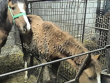 Лошади, кони: Продаю | Кобыла (самка) | Для разведения — 8