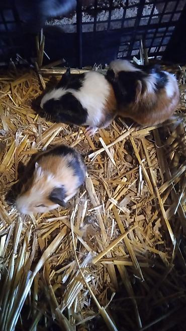 hamster qiymetleri: 4bala var 1erkek 3disi real alici yazsin ünvan kürdaxani metroya — 5