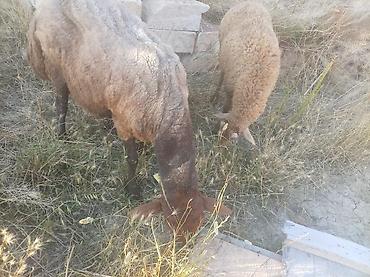 Mal-qara: Tam sağlam qırmızı qoçlardı damazlıq istəyən olsa əlaqə saxlasın ünvan — 9