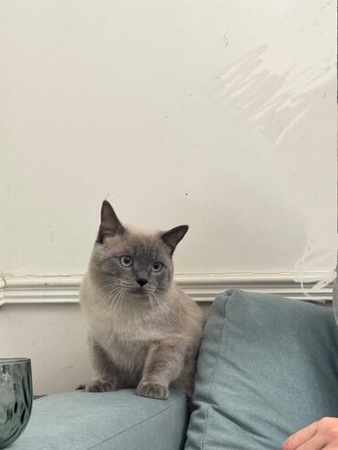 котёнок в добрые руки: Кошка даром: Скотиш Страйт (Шотландская прямоухая), 11 месяцев, Мальчик, Приучена к лотку, Проглистована, С прививками