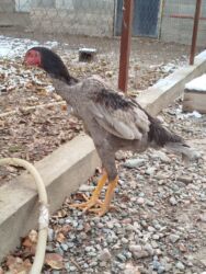 домики для котят: Дакан пепел жожо короз сатылат бойу чон майда ачылган активный алмашу