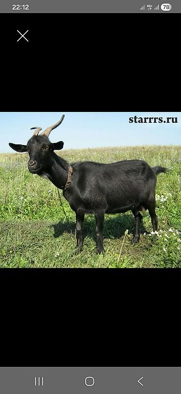 купить крольчатник: Продаю | Коза (самка) | Для разведения — 1