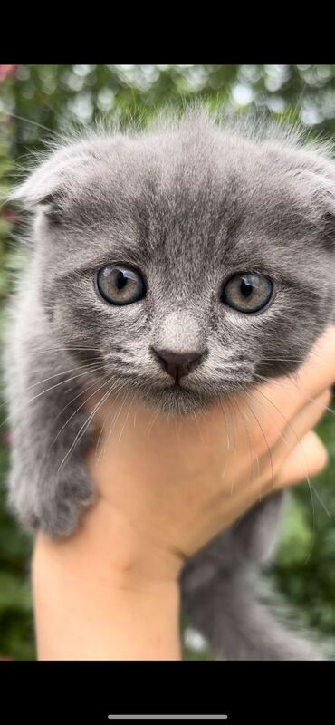 кот вязка: Продается котенок шотландской породы к лотку приучен( мама