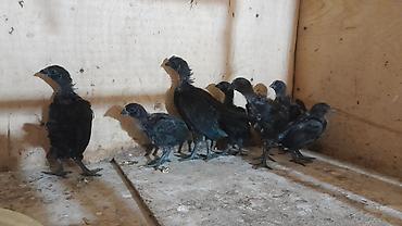 feniks quşu: AYAM GEMANI CUCELERI SATISDA 
1 AY
2 AY
055 955 05 20 — 3