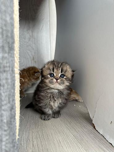 Pişiklər: Şotland — 2