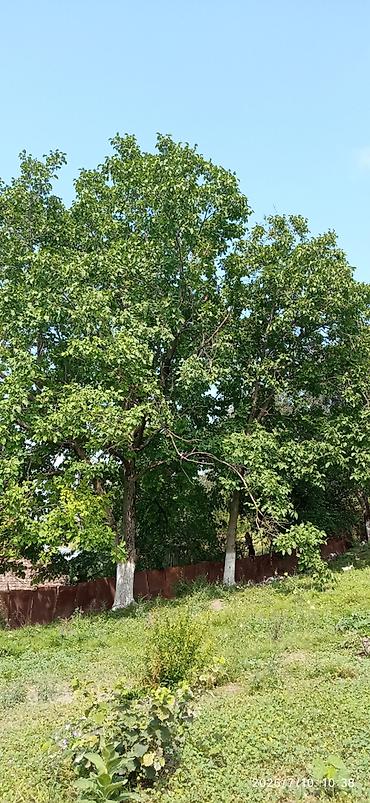 Həyət evləri və villaların satışı: 3 otaqlı, 26 kv. m, Orta təmir -da lalafo.az — 25 Həyət evləri və villaların satışı: 3 otaqlı, 26 kv. m, Orta təmir — 25