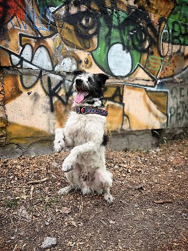 услуги кинолога: ДРЕССИРОВКА СОБАК | 🐶 Гарантия результата Опыт работы с собаками — 4 — 5
