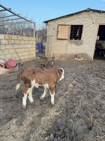 inəklərin satışı: 10 günlük simmental buzov satılır. Dişidir,tam sağlamdır. Təmiz