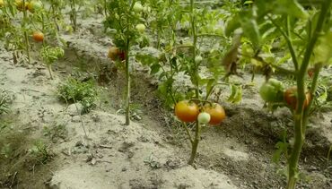 Bağ evlərinin satışı: Sumqayıt, 150 kv. m, 5 otaqlı, Hovuzlu, Kanalizasiya, Qaz, Su — 12