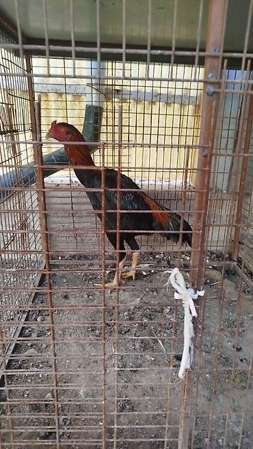 куры балыкчы: Продаю | Куры — 3