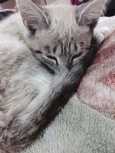 британская короткошёрстная кошка: Отдам в добрые руки. Котёнок с необычной окраской и