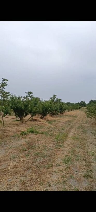 ucar rayonu: 127 sot, Kənd təsərrüfatı, Mülkiyyətçi, Kupça (Çıxarış)