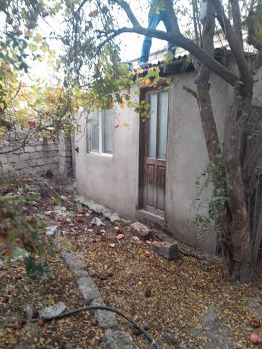 Çöl bitkiləri: Zabrat 2 stansiyasına yaxındir. sənəd kupça avtobus dayanacağına — 5