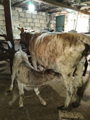 limuzin inekler: Dişi, il: 4, Damazlıq, Südlük, Ünvandan götürmə lalafo.az -da limuzin inekler: Dişi, il: 4, Damazlıq, Südlük, Ünvandan götürmə