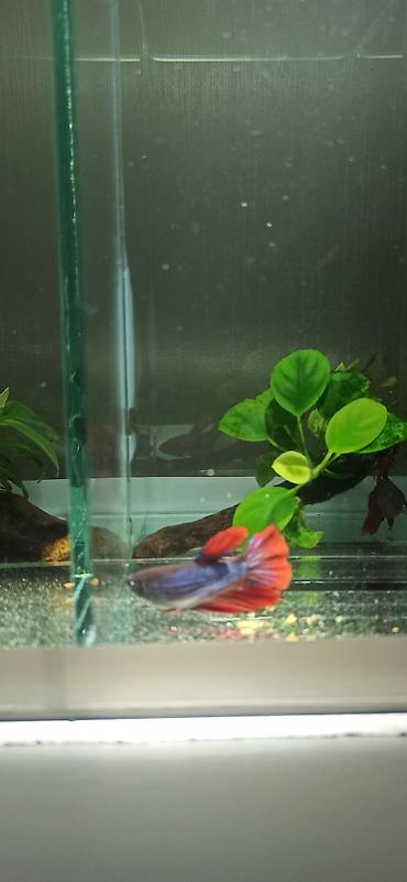 belamor balığı: Betta (Petuşok balığı), Yırtıcı — 4