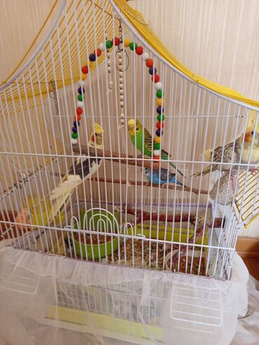 papuqay qəfəsləri: 2 cüt böyük papuqay, 2 cüt kiçik 4 ədəddir. qəfəsləri böyükdür, bütün