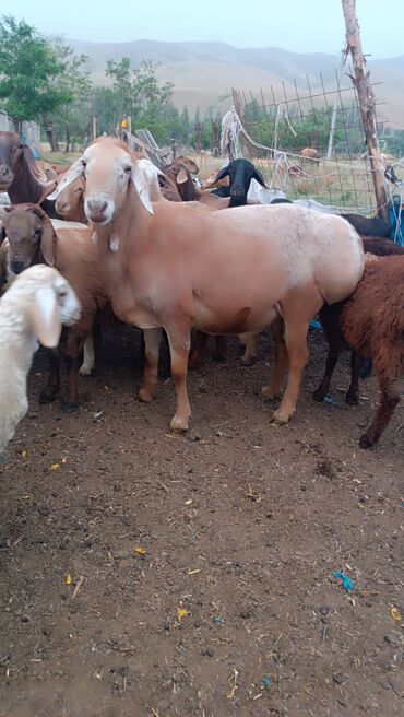 Баран, овца: Продаю | Овца (самка) — 3