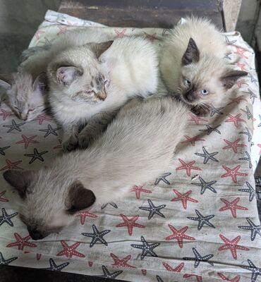 объявления о найденных животных: Котята, предполагаемо с сиамскими признаками (по окрасу пойнт и